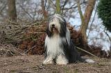 BEARDED COLLIE 447